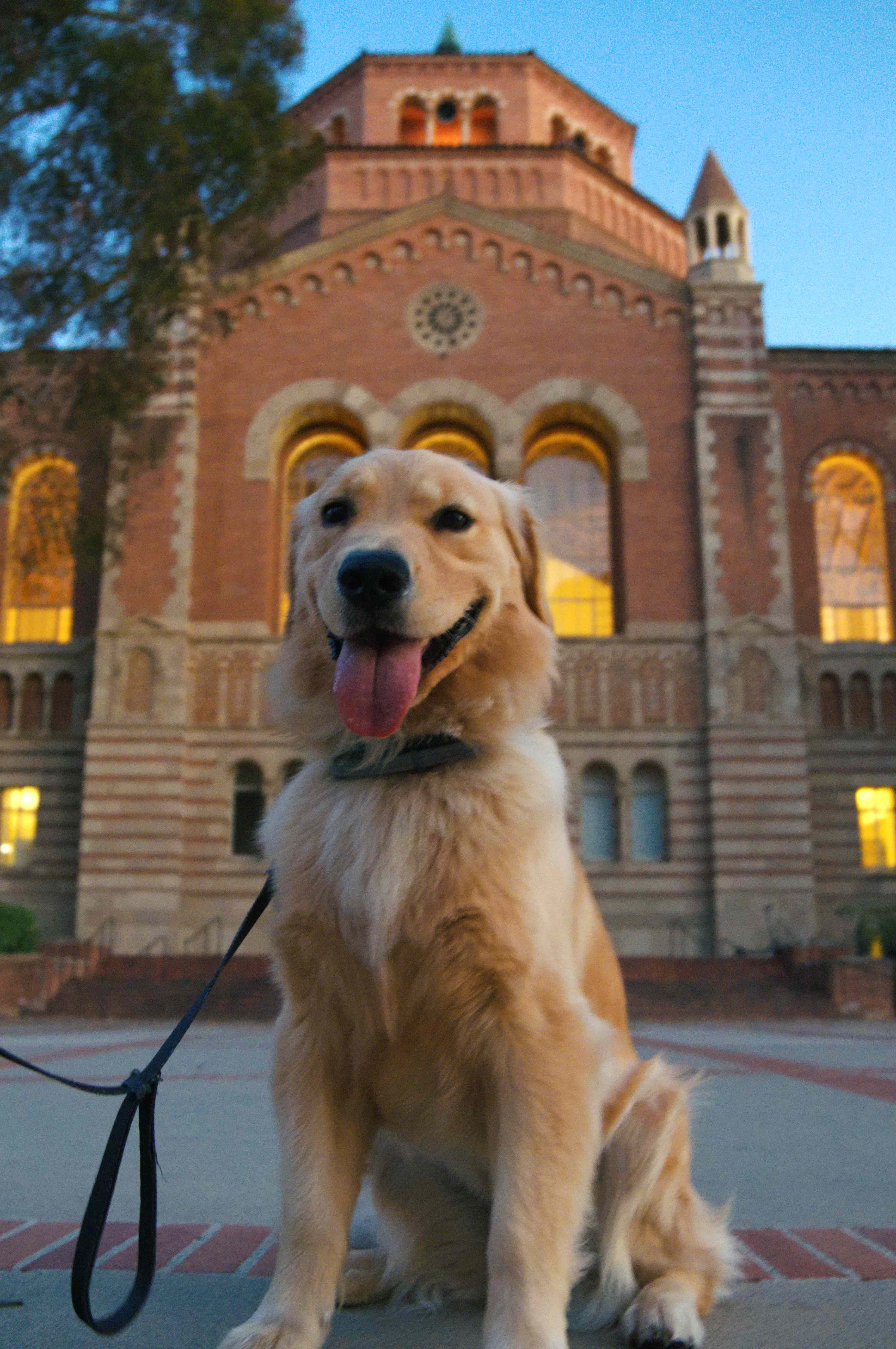Marshmallow the golden retriever at Powell