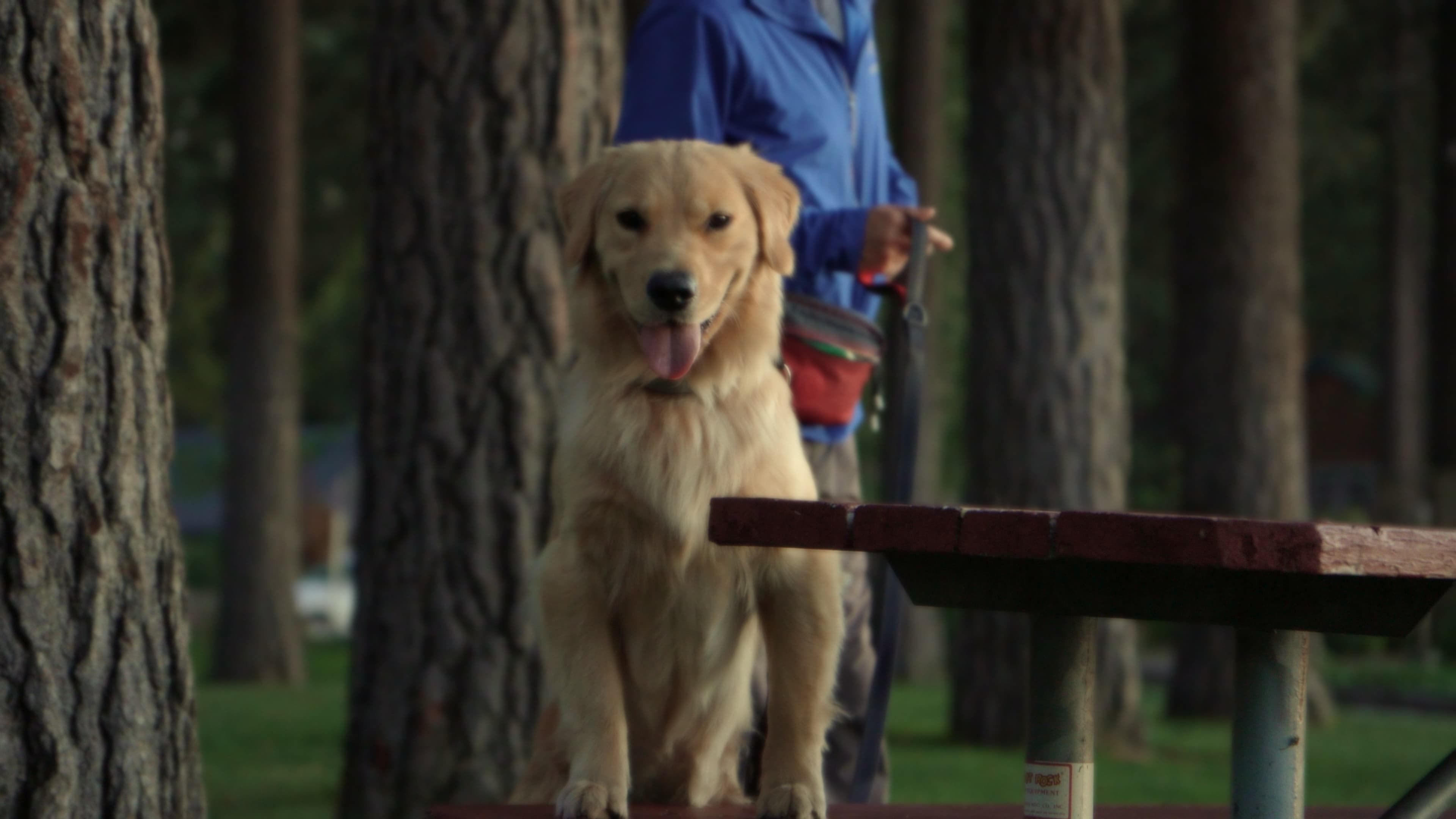 Dr. Mallow seated upright on a picnic table among pine trees
