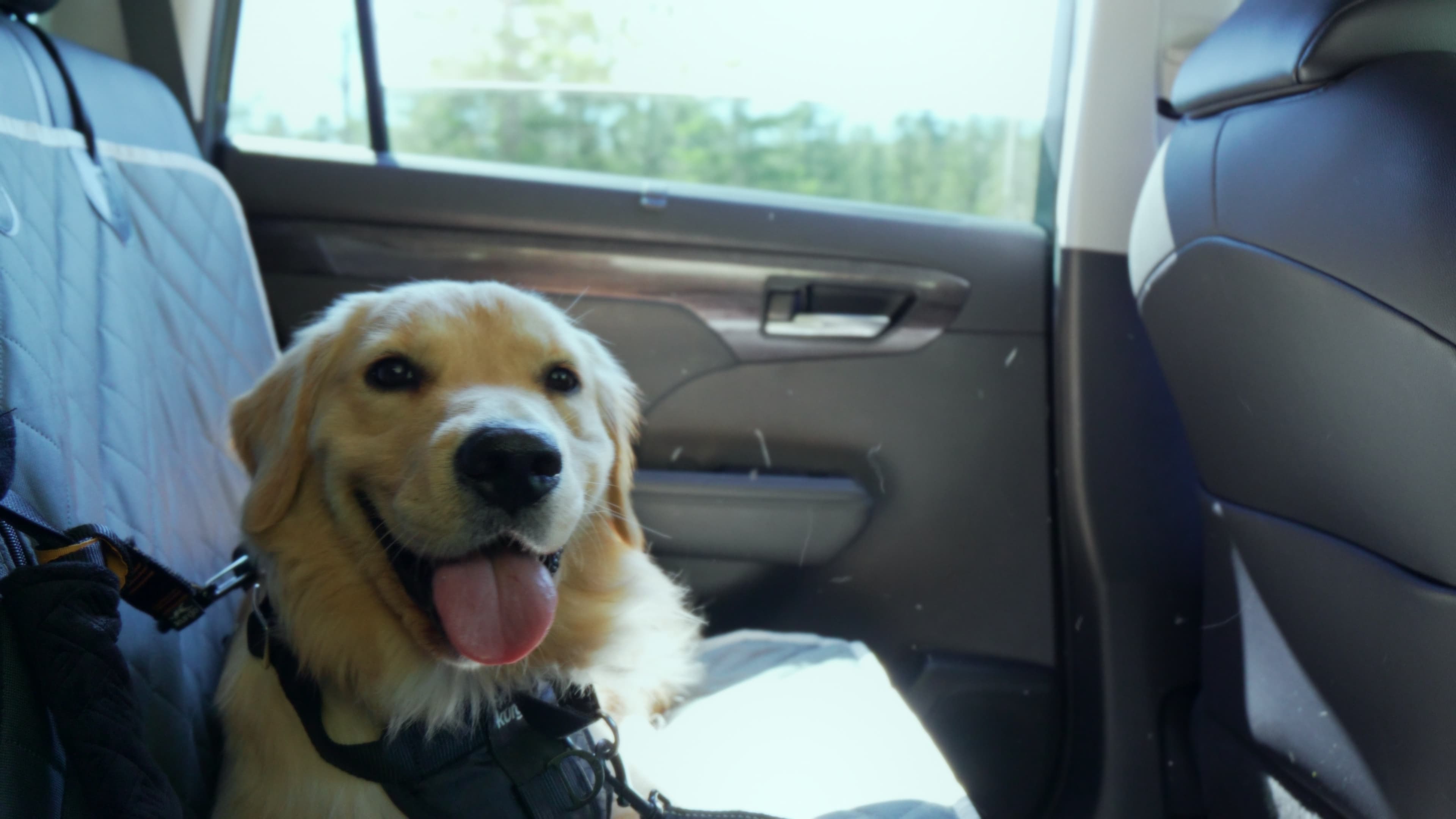 Dr. Mallow taking crisis calls from the car