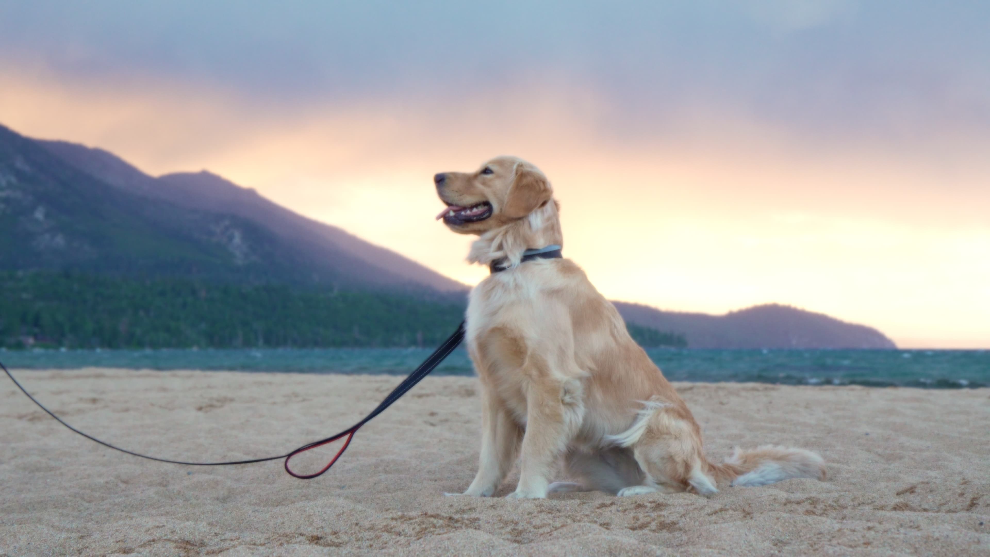 Dr. Marsh Mallow seated on the beach at sunset, gazing toward the mountains