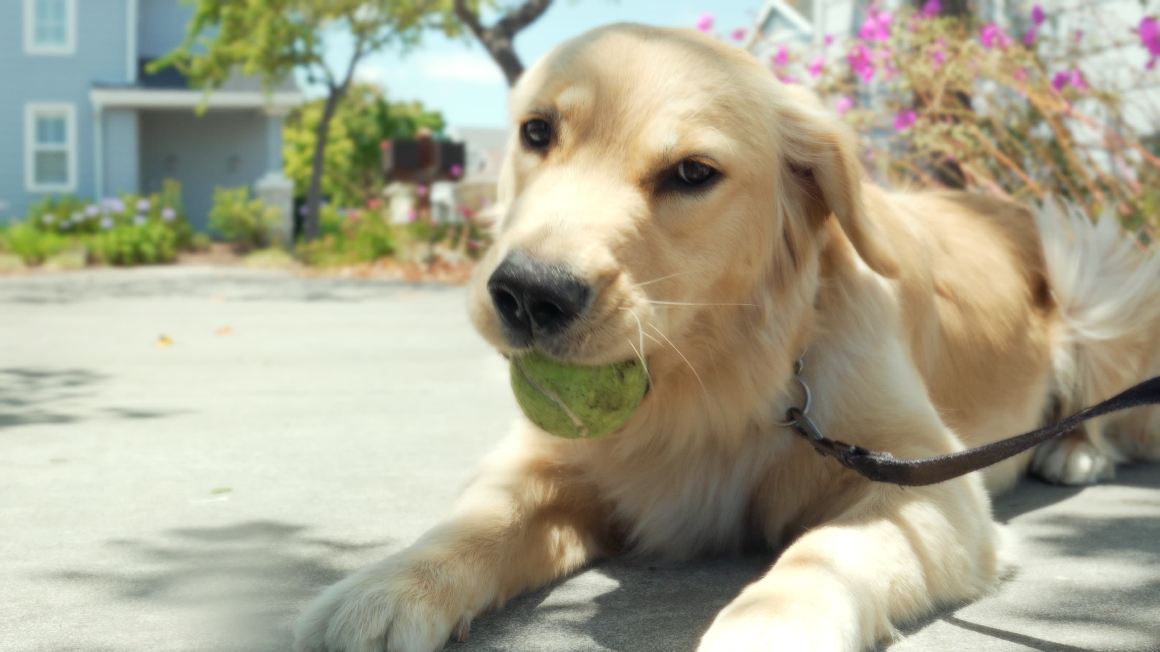 Dr. Mallow with the tennis ball, locked in the eternal zoomie