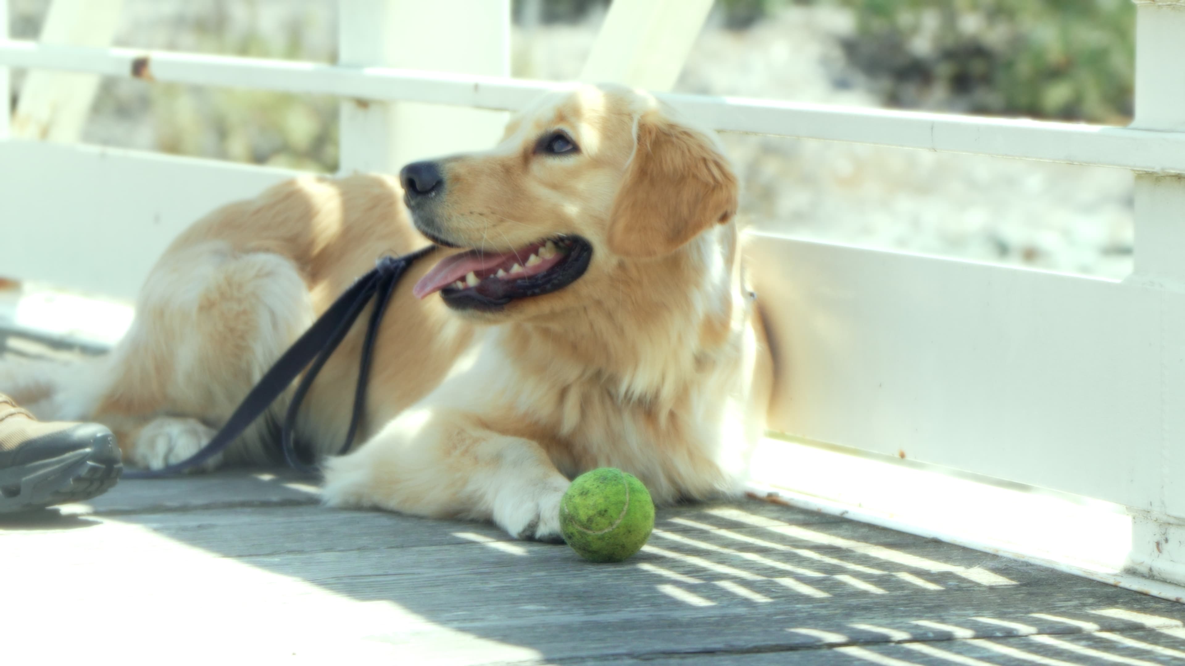 Dr. Mallow beside the tennis ball, Senior Special Advisor