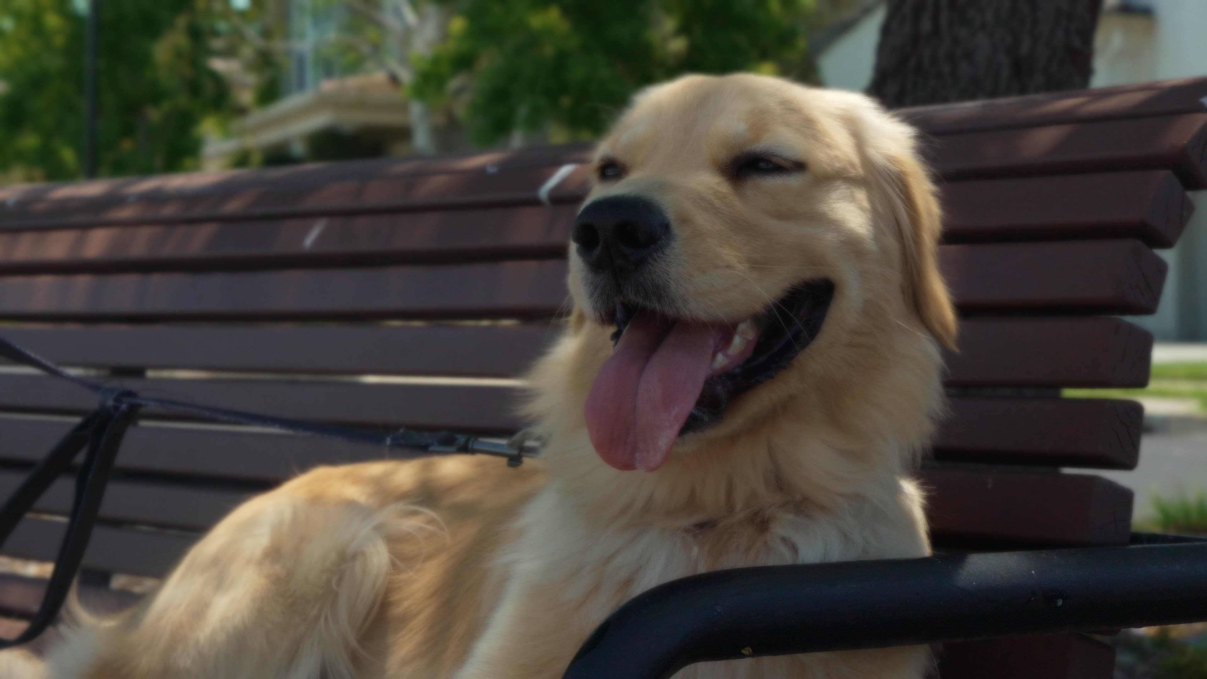 Archival-style photograph of an early Golden Retriever lounging on a bench