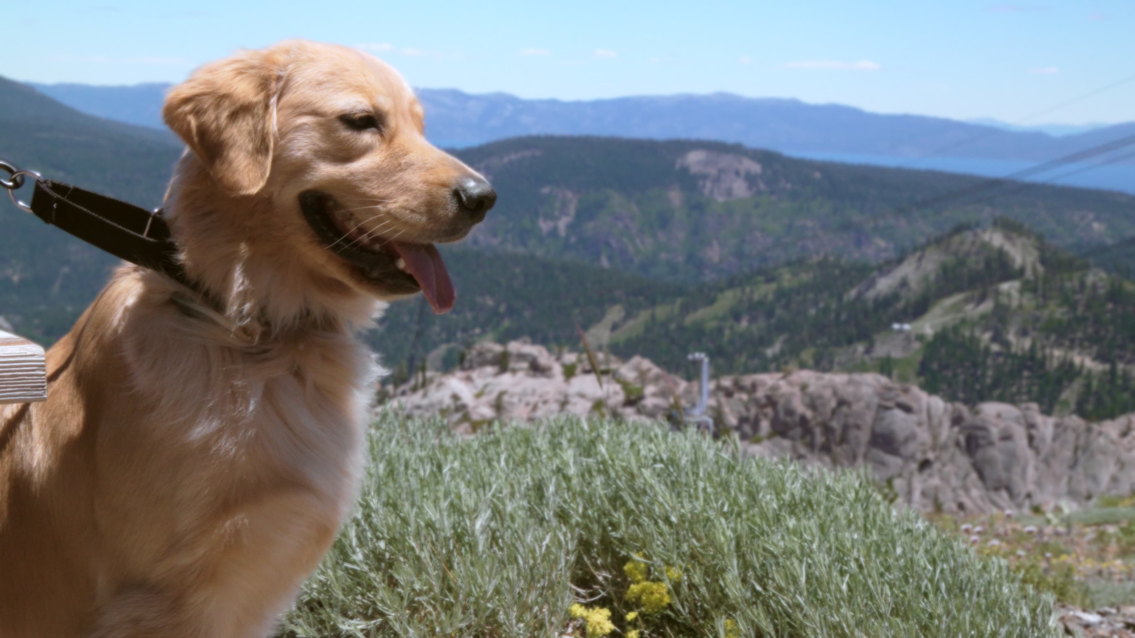 Dr. Mallow surveying the mountains she measured in paws
